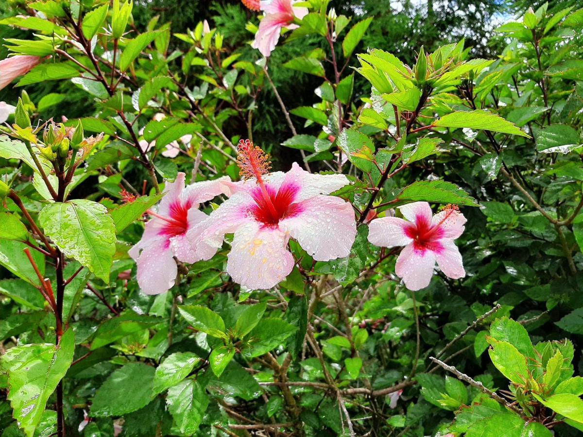 Quinta Das Primas Lomba  エクステリア 写真